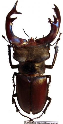 Réf. 63 743 : Lucanus cervus