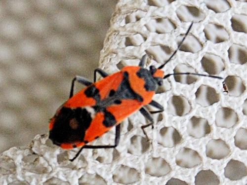 Lygaeus sp.