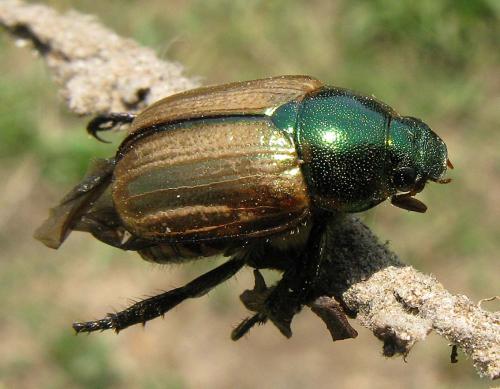 Réf. 63 946 : Anomala dubia