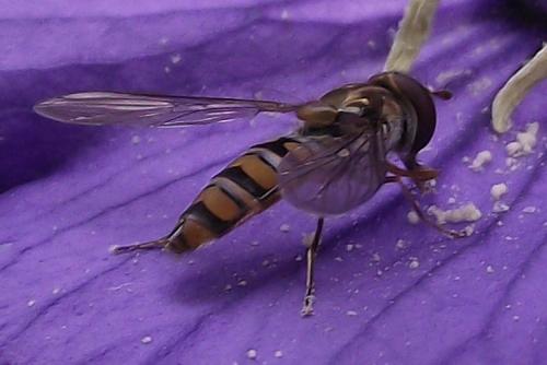 Episyrphus balteatus