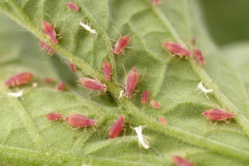 Réf. 63 122 : Macrosiphum euphorbiae