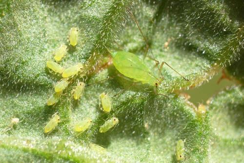 Réf. 63 123 : Macrosiphum euphorbiae