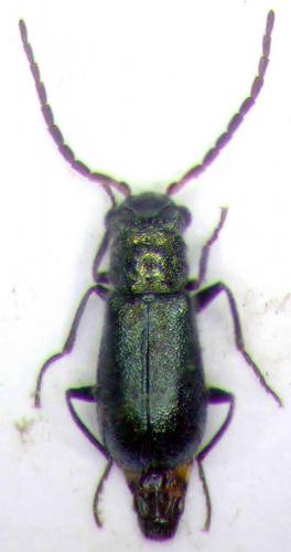 Protapalochrus sp.