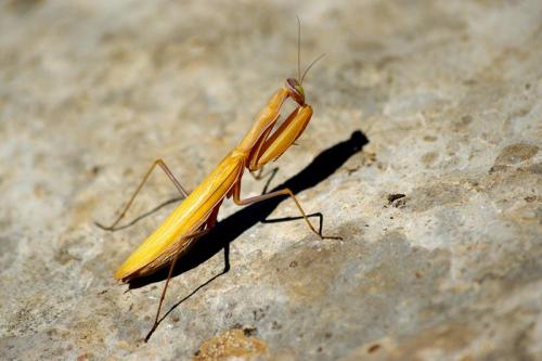Mantis religiosa