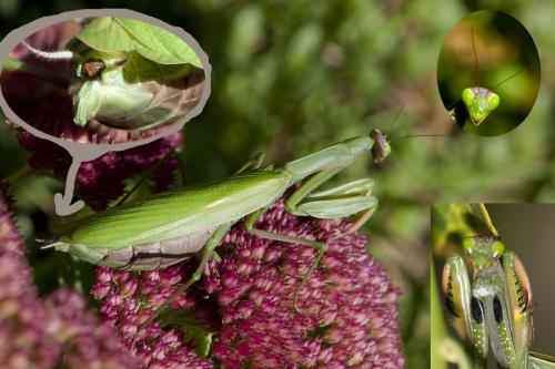 Réf. 63 888 : Mantis religiosa