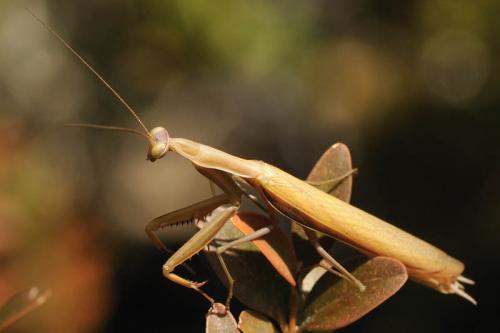 Mantis religiosa
