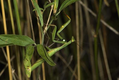 Réf. 63 081 : Mantis religiosa