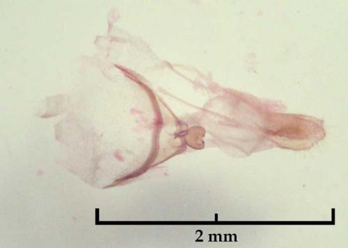 Réf. 63 105 : Marasmarcha oxydactylus