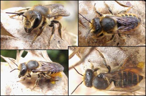 Megachile centuncularis