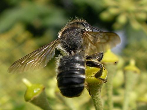 Megachile sp.
