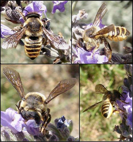 Réf. 63 679 : Megachile melanopyga