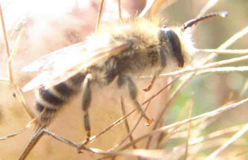 Melitta leporina