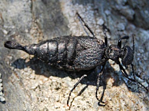 Réf. 63 282 : Meloe mediterraneus