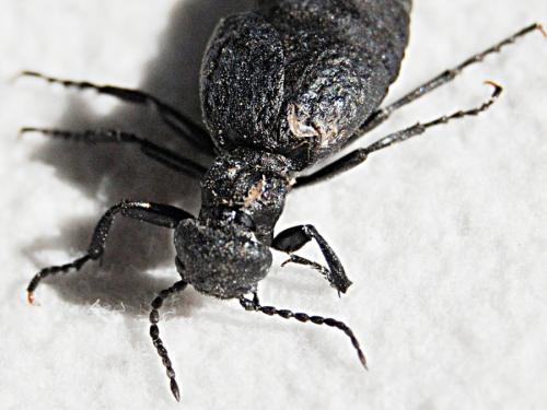 Réf. 63 316 : Meloe mediterraneus
