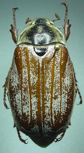 Melolontha melolontha