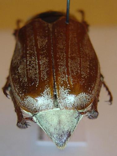 Réf. 63 576 : Melolontha melolontha