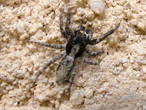 Menemerus sp.