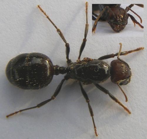 Réf. 63 503 : Messor barbarus