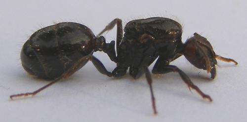 Réf. 63 502 : Messor barbarus