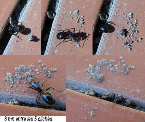 Réf. 63 501 : Messor barbarus