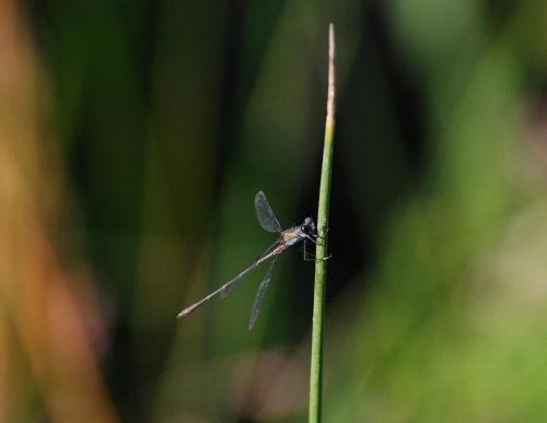 Réf. 63 977 : Chalcolestes viridis