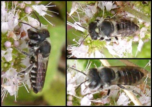 Megachile sp.