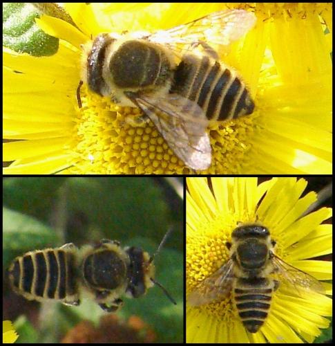 Réf. 63 072 : Megachile sp.