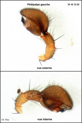Scotina celans