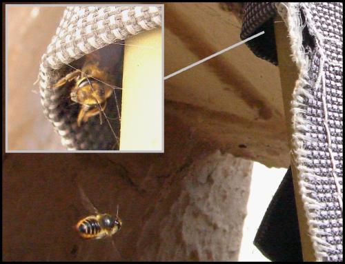 Megachile sp.
