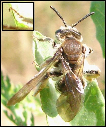 Réf. 63 677 : Andrena pandellei