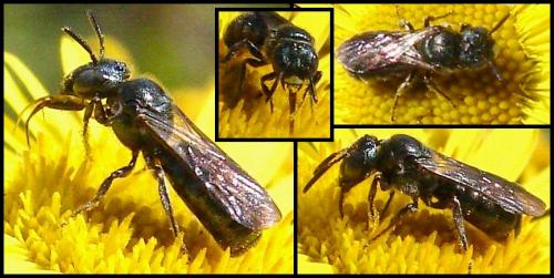 Ceratina sp.