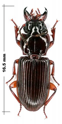 Réf. 63 836 : Morion guineensis