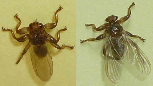 Lipoptena cervi