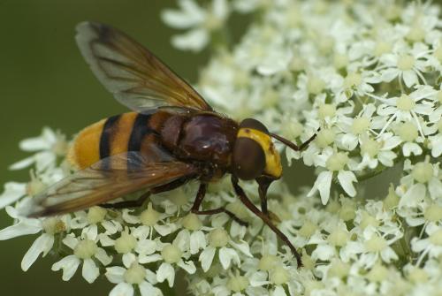 Réf. 63 986 : Volucella zonaria
