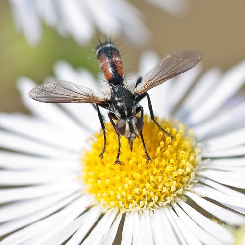 Réf. 63 292 : Cylindromyia sp.