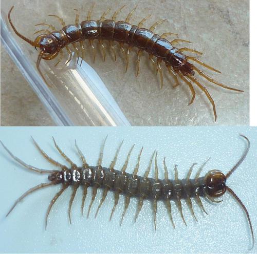 Lithobius forficatus