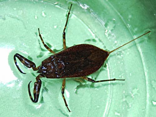 Réf. 63 571 : Nepa cinerea