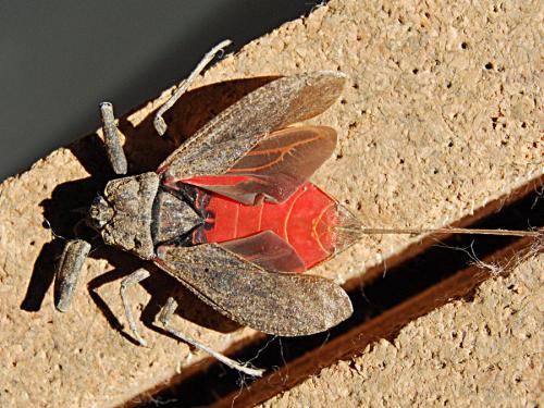Réf. 63 687 : Nepa cinerea