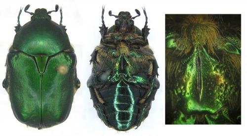 Réf. 63 120 : Protaetia ungarica