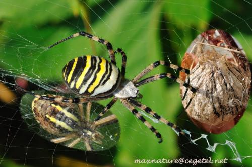 Argiope bruennichi