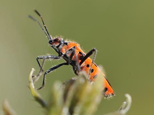 Corizus hyoscyami hyoscyami
