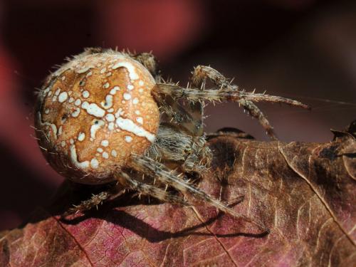 Araneus diadematus