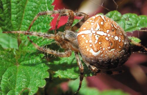 Araneus diadematus
