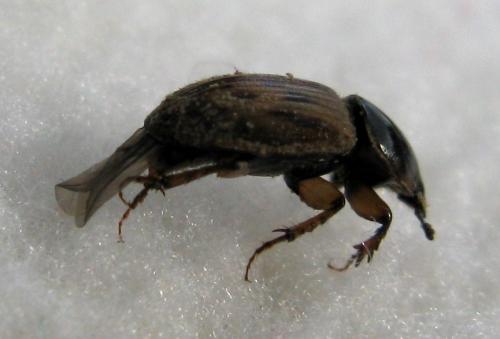 Nimbus sp.