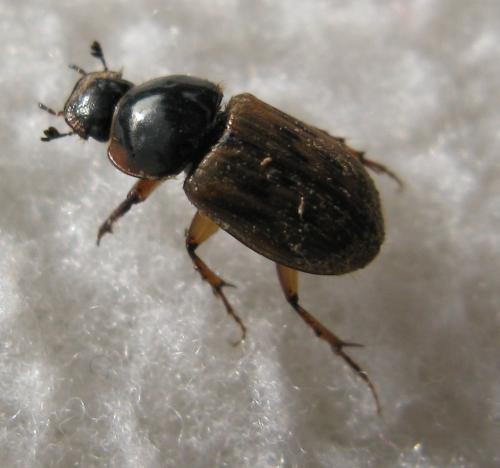 Nimbus sp.
