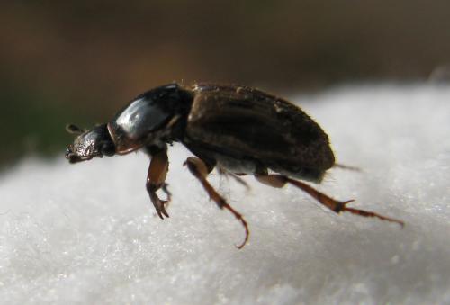 Nimbus sp.