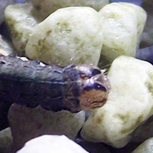 Noctua pronuba