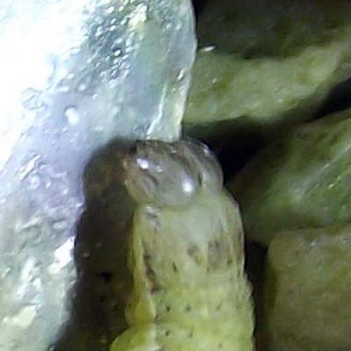 Noctua pronuba