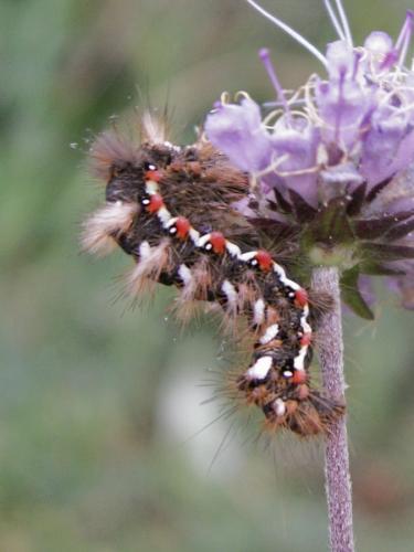 Acronicta rumicis