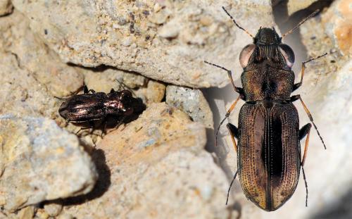 Réf. 63 959 : Notiophilus biguttatus